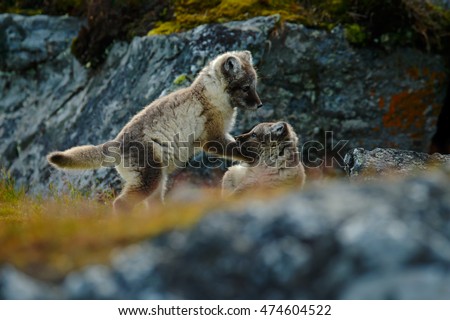 Fight of cute little Arctic Foxes, Vulpes lagopus, in the nature rocky habitat, Svalbard, Norway. Action wildlife scene from Europe.