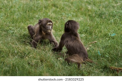 Fight Of Geladas In Grass