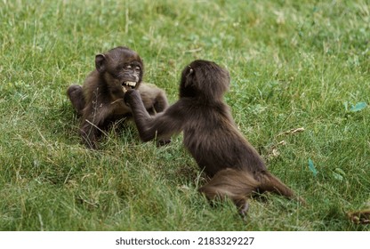 Fight Of Geladas In Grass