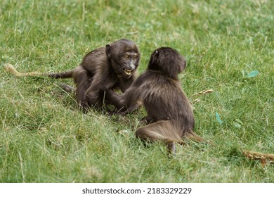 Fight Of Geladas In Grass