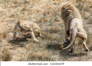 Fight Of A Lion And A Lioness