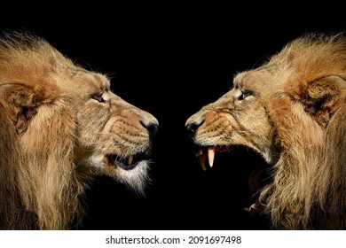 The Fight Of Lions , Portrait Wildlife Animal , Kings Of The Jungle
