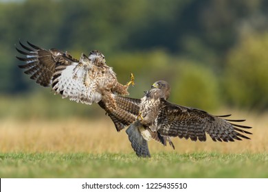 Fight in the meadow/Common Buzzard - Shutterstock ID 1225435510