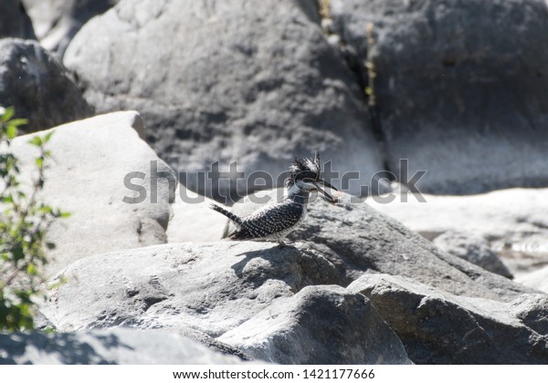 Fight of Pied Kingfisher to know who is the\
boss, Pied Kingfisher couple\
fighting