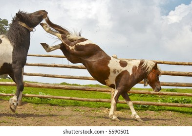 Fight For Ranking. A Horse Kicking Back Another Horse.