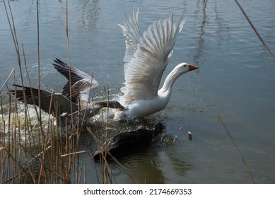 The Fight For The Territory Of The Wild Geese