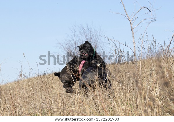 Fight Two Dogs Dog Bites Another Stock Photo Edit Now