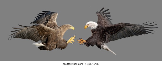 fight-two-eagles-on-isolated-260nw-1153246480.jpg