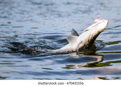 210 Jumping barramundi Stock Photos, Images & Photography | Shutterstock