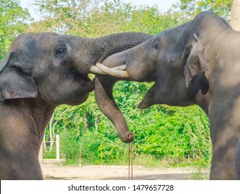 Fighting Asian Elephant Bulls (Elephas Maximus) 