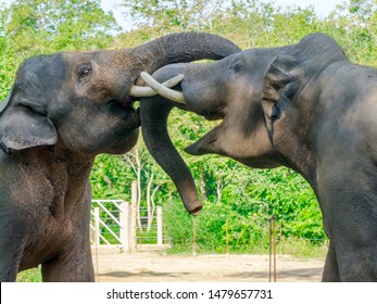 Fighting Asian Elephant Bulls (Elephas Maximus) 