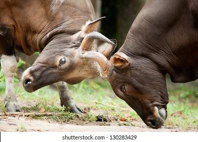 Fighting Banteng, red bull in rainforest of Thailand.