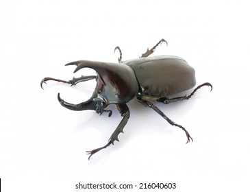 Stag beetle fight Images, Stock Photos & Vectors | Shutterstock