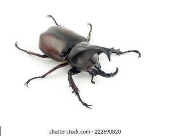 2,560 Rhinoceros beetles of thailand Images, Stock Photos & Vectors ...