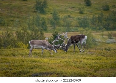 Fighting between two wild reindeer in Norway tundra