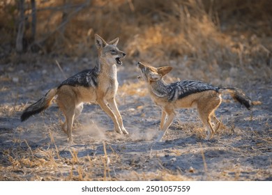 Fighting Black-backed jackal, Animal action scene, hunting behavior. Jumping jackal, at the Okavango Delta in Botswana, Africa