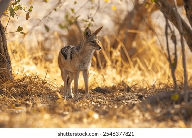 Fighting Black-backed jackal, Animal action scene, hunting behavior. Jumping jackal, at the Okavango Delta in Botswana, Africa