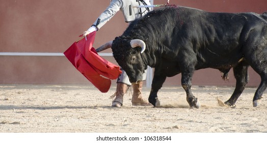 Fighting Bulls Images Stock Photos Vectors Shutterstock