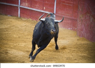 Fighting Bulls Images Stock Photos Vectors Shutterstock