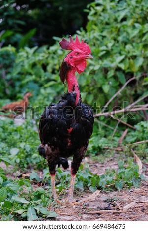 Similar – Image, Stock Photo Young cock on meadow