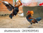 fighting chickens at the chicken farm, they are prepared for bloody battles for hundreds of millions of Vietnamese dong.
Three chickens standing on a patch of grass in the snow during winter.