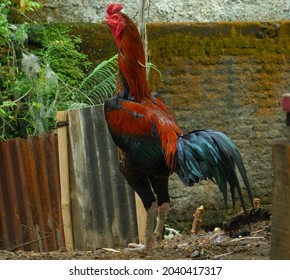 The fighting cock has a dashing body posture. Many chicken lovers make it as a pet collection.