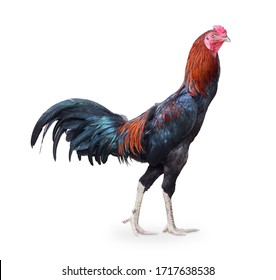 Chicken Family Has Two Childrenpradu Hang Stock Photo (Edit Now) 1543396349