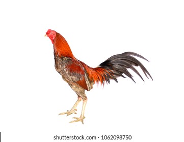 Fighting Cock Images, Stock Photos & Vectors | Shutterstock