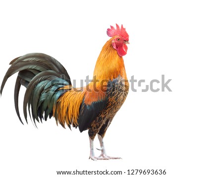 Fighting cock on white background