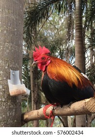 Cockerel Training High Res Stock Images Shutterstock