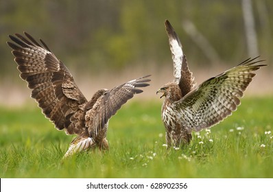 Fighting common buzzards (Buteo buteo) - Shutterstock ID 628902356