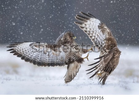 Fighting common buzzards in the winter scenery ( Buteo buteo )