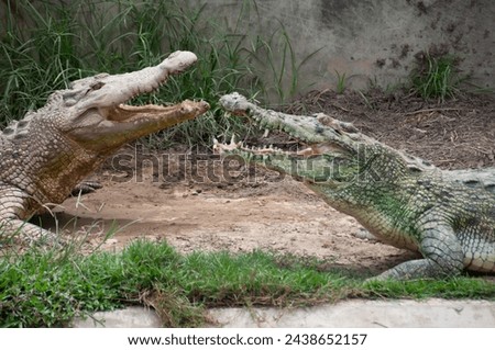 Fighting Crocs Park Wild Animals