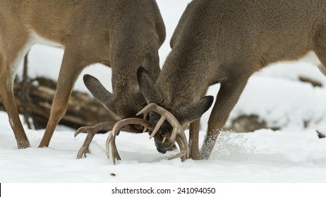 478 White Tailed Deer Bucks Fighting Images, Stock Photos & Vectors ...