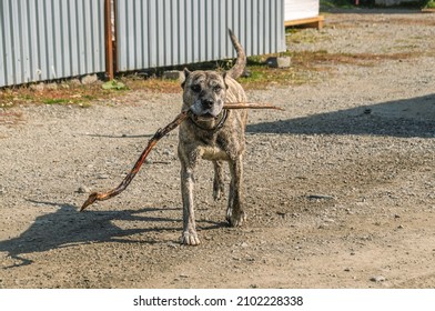 A fighting dog with a stick in his teeth. A fighting dog with grey fur. Fighting breed of dogs in the Caucasus mountains. A fighting dog with cropped ears and tiger coloring.