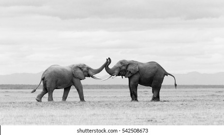 Elephant Noir Et Blanc Images Stock Photos Vectors Shutterstock