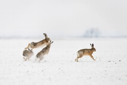 Fighting European Brown Hares