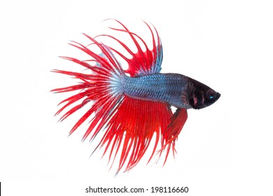 fighting fish , betta splenden, siamese fighting fish isolated on white
