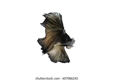 Fighting Fish Copper Stock Photo 607086242 | Shutterstock