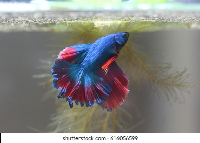 Fighting Fish Is Creating Bubble Nest.