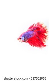 fighting fish isolated