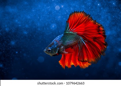 Fighting Fish Red Blue Light Background With Bokeh