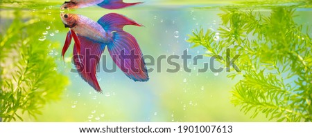 fighting fish,Multi color Siamese fighting fish(halfmoon),Betta splendens,on nature background with clipping path