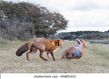 Fighting Foxes