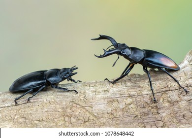 1,009 Fighting Giant Stag Beetle Images, Stock Photos & Vectors ...