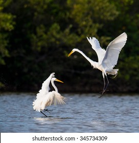 348 Fighting great egrets Images, Stock Photos & Vectors | Shutterstock