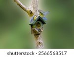 Fighting Great Tits, Parus major, on a feeding pole with a jar of bird peanut butter in a wooden pot holder with a roof attached to a bare dead tree trunk