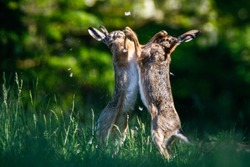 Fighting Hares In The Grass
