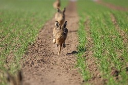 Fighting Hares In The Middle Of Green Field