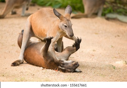 fighting kangaroo